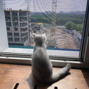 сетка антикошка в омске